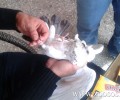 Αμαλιάδα: Απελευθέρωσαν το περιστέρι που βρήκαν με δεμένα τα πόδια